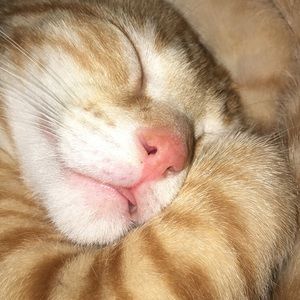 Meet your Posher, Lilly